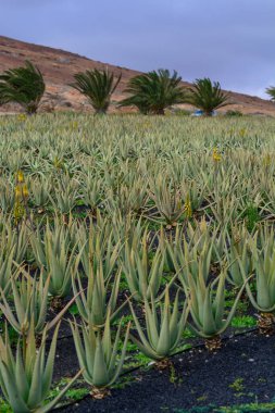 Aloe vera çiftliği, aloe vera yetiştirme, ilaç, kozmetik, cilt bakımı, dekorasyon, Fuerteventura, Kanarya Adaları, İspanya