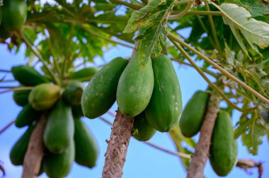 Ağaçta asılı tropik yeşil papaya meyveleri, Kanarya adalarında papaya fidanları, İspanya