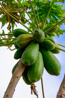 Ağaçta asılı tropik yeşil papaya meyveleri, Kanarya adalarında papaya fidanları, İspanya