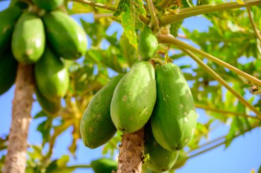 Ağaçta asılı tropik yeşil papaya meyveleri, Kanarya adalarında papaya fidanları, İspanya