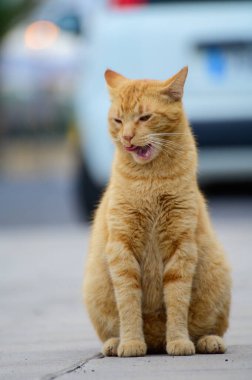 Well-living street cats enjoying sunny day on streets of Caleta de Fuste, Fuerteventura, Canary islands, Spain in winter