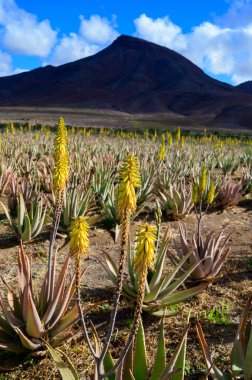 Aloe vera çiftliği, aloe vera yetiştirme, ilaç, kozmetik, cilt bakımı, dekorasyon, Fuerteventura, Kanarya Adaları, İspanya