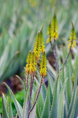 Aloe vera çiftliği, aloe vera yetiştirme, ilaç, kozmetik, cilt bakımı, dekorasyon, Fuerteventura, Kanarya Adaları, İspanya