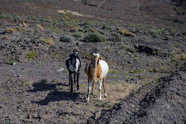 Goats Grazing Rocky Volcanic Hillsides Dirty Road Remote Cofere Beach — Stockfoto