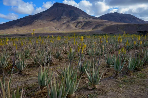 stock image Aloe vera plantation, cultivation of aloe vera, healthy plant used for medicine, cosmetics, skin care, decoration, Fuerteventura, Canary Islands, Spain