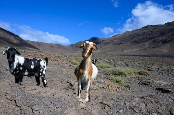 Goats Grazing Rocky Volcanic Hillsides Dirty Road Remote Cofere Beach — Fotografia de Stock