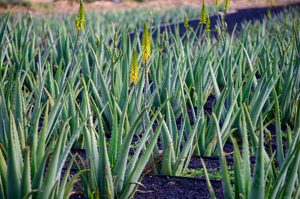 Aloe Vera Çiftliği Aloe Vera Yetiştirme Ilaç Kozmetik Cilt Bakımı — Stok fotoğraf