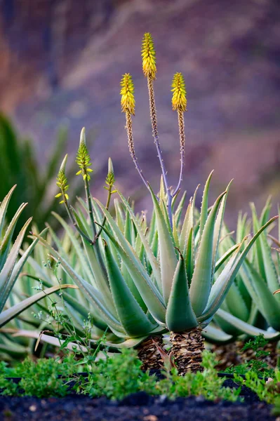 Aloe Vera Plantation Cultivation Aloe Vera Healthy Plant Used Medicine — Stock Photo, Image
