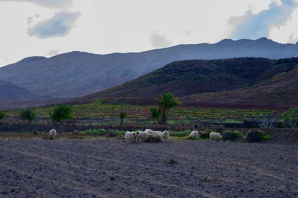 Shaggy Rams Sheeps Walking Ploughed Field Bio Cheese Farm Fuerteventura — Photo