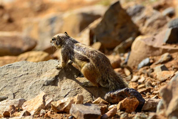 Chipmunk or barbary ground squirrel animal sits on dark lava stones in sun lights on Fuerteventura, Canary Islands, Spain