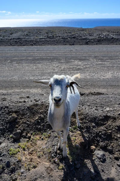 Goats Grazing Rocky Volcanic Hillsides Dirty Road Remote Cofere Beach — Foto Stock