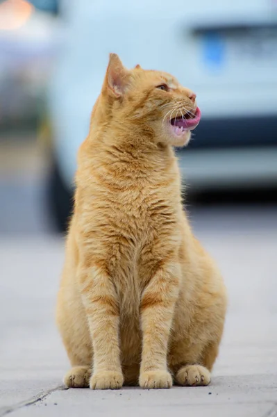 在西班牙加那利群岛弗尔特文图拉的Caleta Fuste街上 生活良好的街头猫在享受着阳光灿烂的一天 — 图库照片