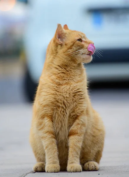 在西班牙加那利群岛弗尔特文图拉的Caleta Fuste街上 生活良好的街头猫在享受着阳光灿烂的一天 — 图库照片