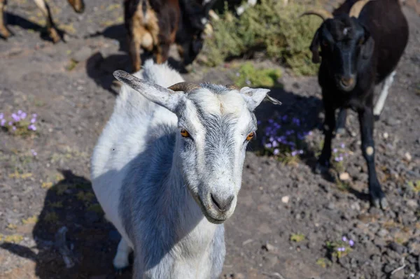Goats Grazing Rocky Volcanic Hillsides Dirty Road Remote Cofere Beach — Foto Stock