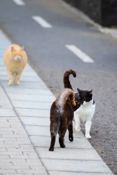Well Living Street Cats Enjoying Sunny Day Streets Caleta Fuste — Foto Stock