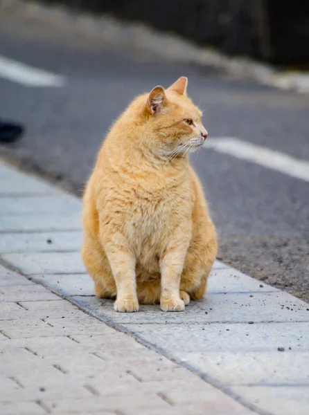 Хорошо Живущие Уличные Кошки Наслаждаются Солнечным Днем Улицах Калета Фусте — стоковое фото