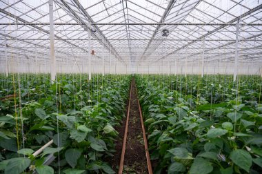 Büyük olgun çan biberleri, cam serada yetişen yeşil kırmızı biber bitkileri, Hollanda 'da biyolojik çiftçilik.