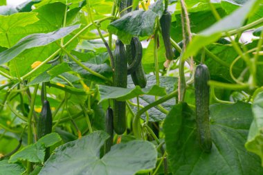 Genç yeşil salatalık sebzeleri yeşil evdeki salatalık bitkilerine asılıyor, Hollanda 'da tarım yapılıyor.