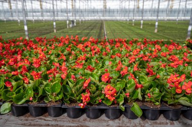 Hollanda 'da yetişen farklı yaz yatak bitkileri, begonya, petunya, genç ve çiçek açan bitkiler, dekoratif veya süs bahçesi bitkilerinin yetiştirilmesi
