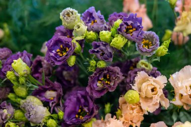 Hollanda serasında yetişen renkli çiçek buketi ustoma lisianthus ya da prairie gentian, Hollanda florasında yetişir.