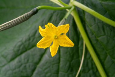 Genç yeşil salatalık sebzeleri yeşil evdeki salatalık bitkilerine asılıyor, Hollanda 'da tarım yapılıyor.