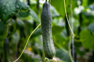 Genç yeşil salatalık sebzeleri yeşil evdeki salatalık bitkilerine asılıyor, Hollanda 'da tarım yapılıyor.