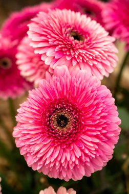 Renkli Gerbera papatyaları düğün buketinde, yakın plan