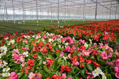 Hollanda 'da yetişen farklı yaz yatak bitkileri, begonya, petunya, genç ve çiçek açan bitkiler, dekoratif veya süs bahçesi bitkilerinin yetiştirilmesi