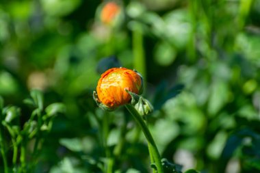Renkli Ranunculus asiaticus ya da Pers düğün çiçeği yetiştirme, Hollanda serasında yetişen dekoratif ya da süs bahçesi bitkileri, kapatın