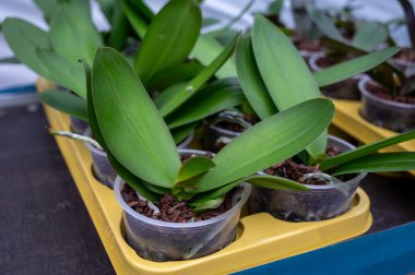 Hollanda 'da ticaret ve dünya çapında ihracat için serada, orkide familyası Orchidaceae' de renkli tropikal bitkilerin yetiştirilmesi, genç bitkiler