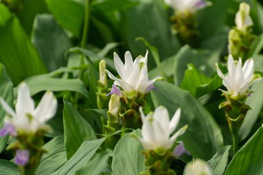 Hollanda, Hollanda 'daki serada yetişen zerdeçal, Curcuma longa zencefil familyasının çiçekleri, dekoratif veya süs çiçekleri