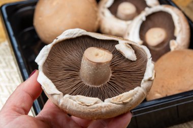 Lezzetli vejetaryen yemekleri, büyük kahverengi şampiyonlar Agaricus bisporus portobello mantarları.