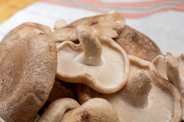 Taze kahverengi Lentinula mantarları ya da Japonya 'dan yenebilir mantarlar pişirmeye hazır.