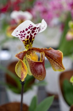 Renkli tropikal çiçek açan bitkilerin yetiştirilmesi orkide familyası Orchidaceae Paphiopedilum, Hollanda serasında UV kızılötesi ışık ile Venüs terliği