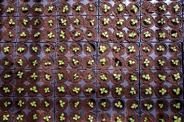 Cultivo Diferentes Plantas Cama Verano Begonia Petunia Plantas Jóvenes Con — Foto de Stock