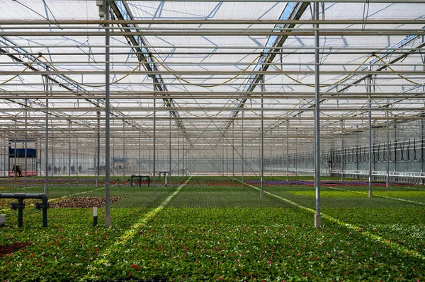 オランダの温室で成長しているさまざまな夏の寝具植物 ベゴニア ペチュニア 若いと開花植物 装飾または観賞用の庭の植物の栽培 — ストック写真
