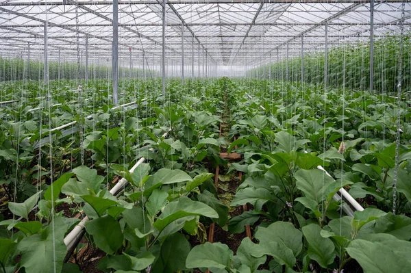 Holandês Fazenda Estufa Orgânica Com Linhas Berinjelas Plantas Com Legumes — Fotografia de Stock