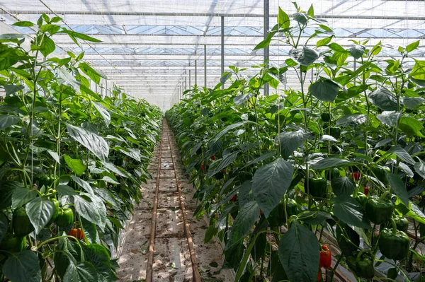 Große Reife Süße Paprika Rote Paprikapflanzen Die Glasgewächshaus Wachsen Biolandbau — Stockfoto