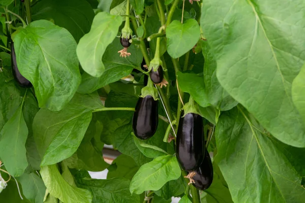 Holland Biogazdaság Érett Lila Zöldségekkel Lila Virágokkal Rendelkező Padlizsánnövénysorokkal Mezőgazdaság — Stock Fotó