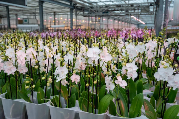 Stock image Cultivation of colorful tropical flowering plants orchid family Orchidaceae in Dutch greenhouse with UV IR Grow Light  for trade and worldwide export, blossom