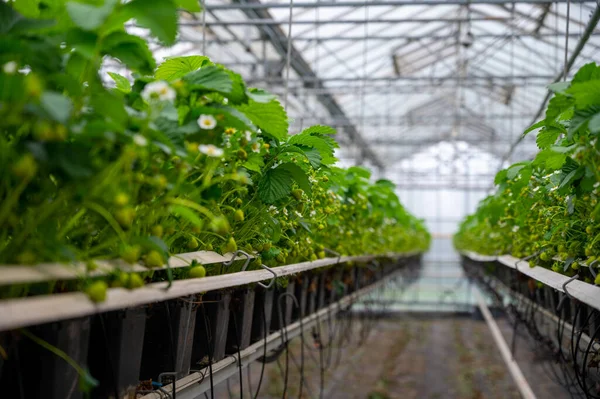 荷兰第一个生长在有机草莓农场上的未成熟绿色草莓的温室春季季节 — 图库照片