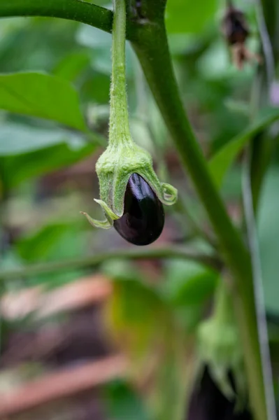 荷兰的有机温室农场 有一排茄子植物 有成熟的紫菜和紫色花朵 荷兰的农业 — 图库照片