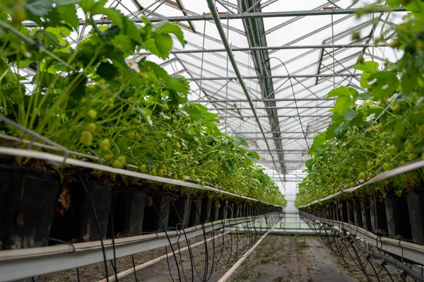 Ανοιξιάτικη Περίοδος Στο Θερμοκήπιο Πρώτες Άγουρες Πράσινες Φράουλες Που Καλλιεργούνται — Φωτογραφία Αρχείου