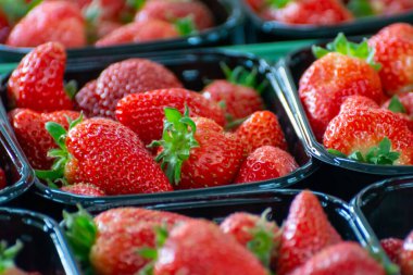 Yeni bahar hasadı, Hollanda 'daki çiftçi pazarında taze Hollanda usulü kırmızı çilek kutuları yakın.