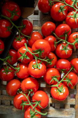 Red ripe tasty Dutch tomatoes growing indoor in greenhouse all seasons, food industry in Netherlands close up