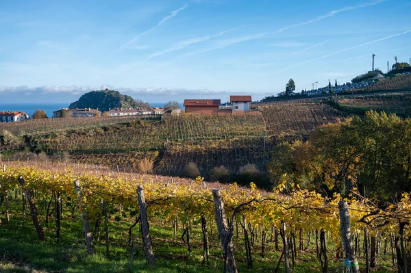 stock image Hilly txakoli grape vineyards, making of chacol slightly sparkling, very dry white wine with high acidity and low alcohol content, Getaria, Basque Country, Spain in autumn