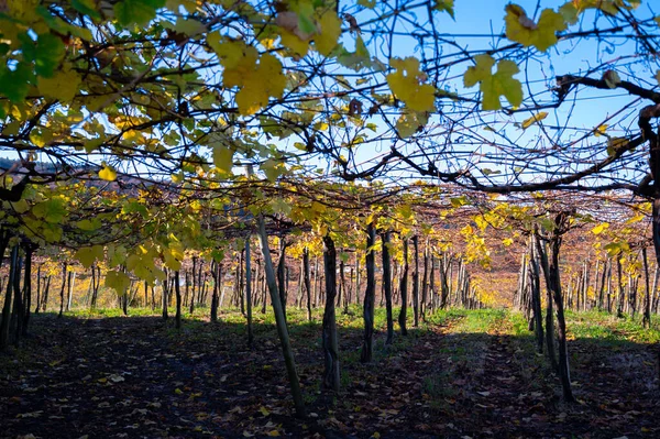 丘の上Txakoliブドウ畑 高い酸味と低アルコール度のTxakoliまたはシャコール輝くドライホワイトワインを作る ゲタリア バスク州 スペイン秋に — ストック写真