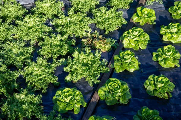 Organic Vegetable Garden Fertile Covered Soils Rows Growing Green Lettuce — Φωτογραφία Αρχείου