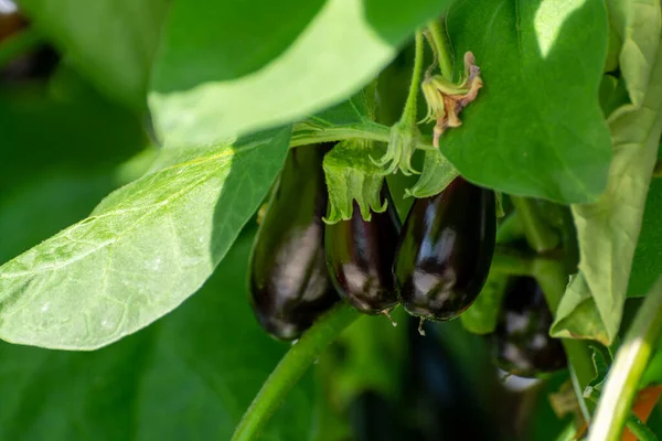 Holland Biogazdaság Érett Lila Zöldségekkel Lila Virágokkal Körülvett Padlizsánnövénysorokkal — Stock Fotó