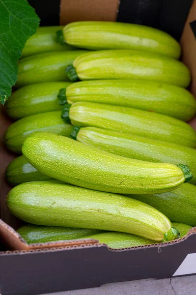 荷兰有机农场的新鲜成熟绿色胡瓜或胡瓜 新收获 — 图库照片
